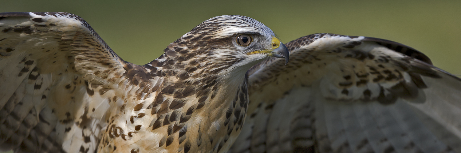 MÄUSEBUSSARD