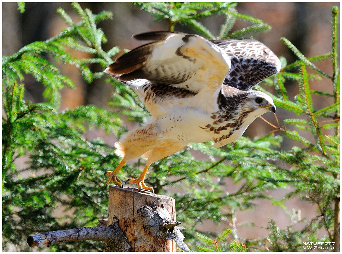 - Mäusebussard ab und weg - ( Buteo buteo )