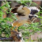 - Mäusebussard ab und weg - ( Buteo buteo )