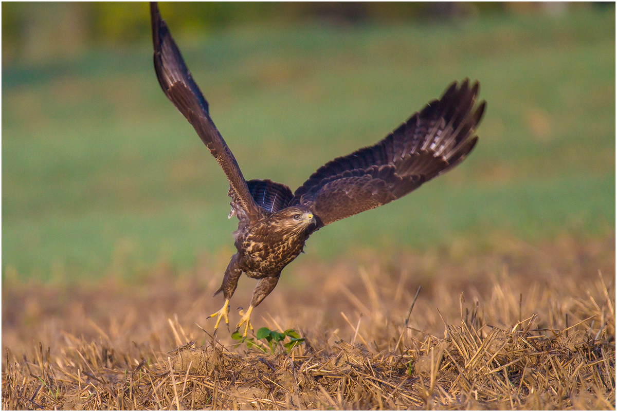 Mäusebussard – Abflug