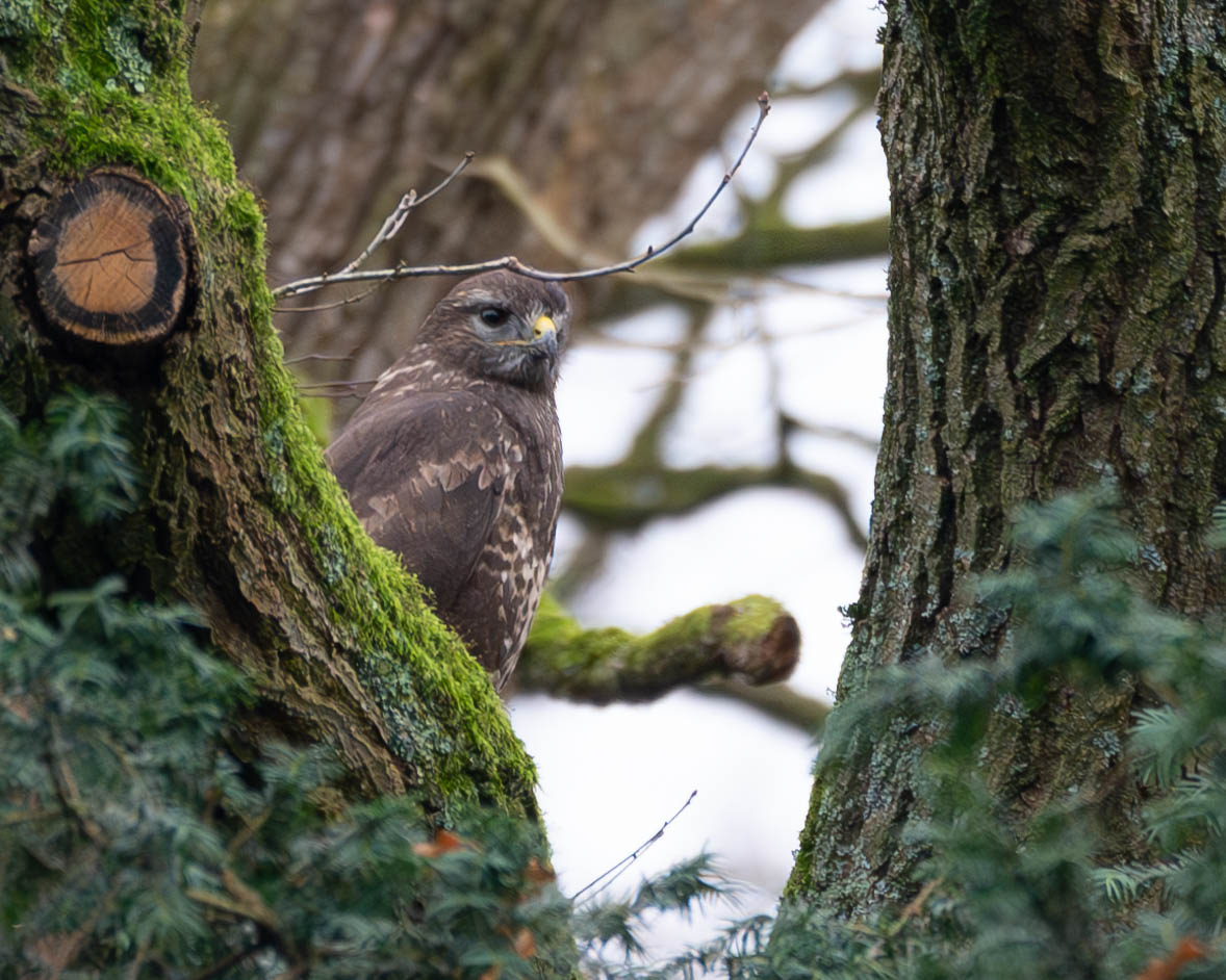 Mäusebussard