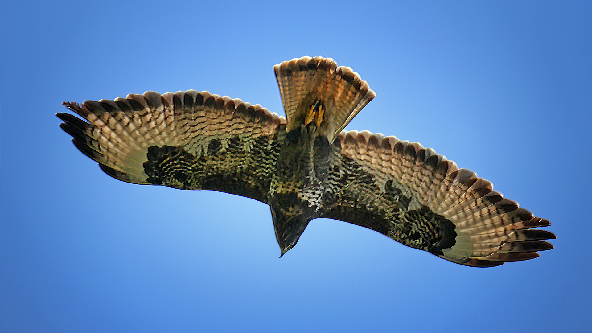 Mäusebussard