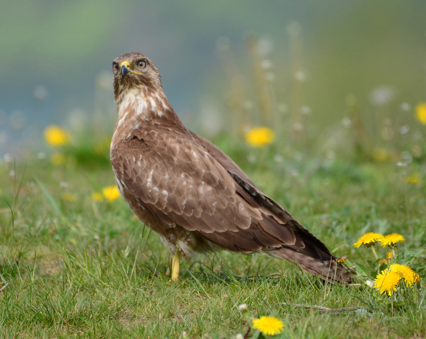 Mäusebussard