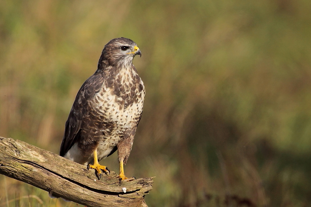 Mäusebussard