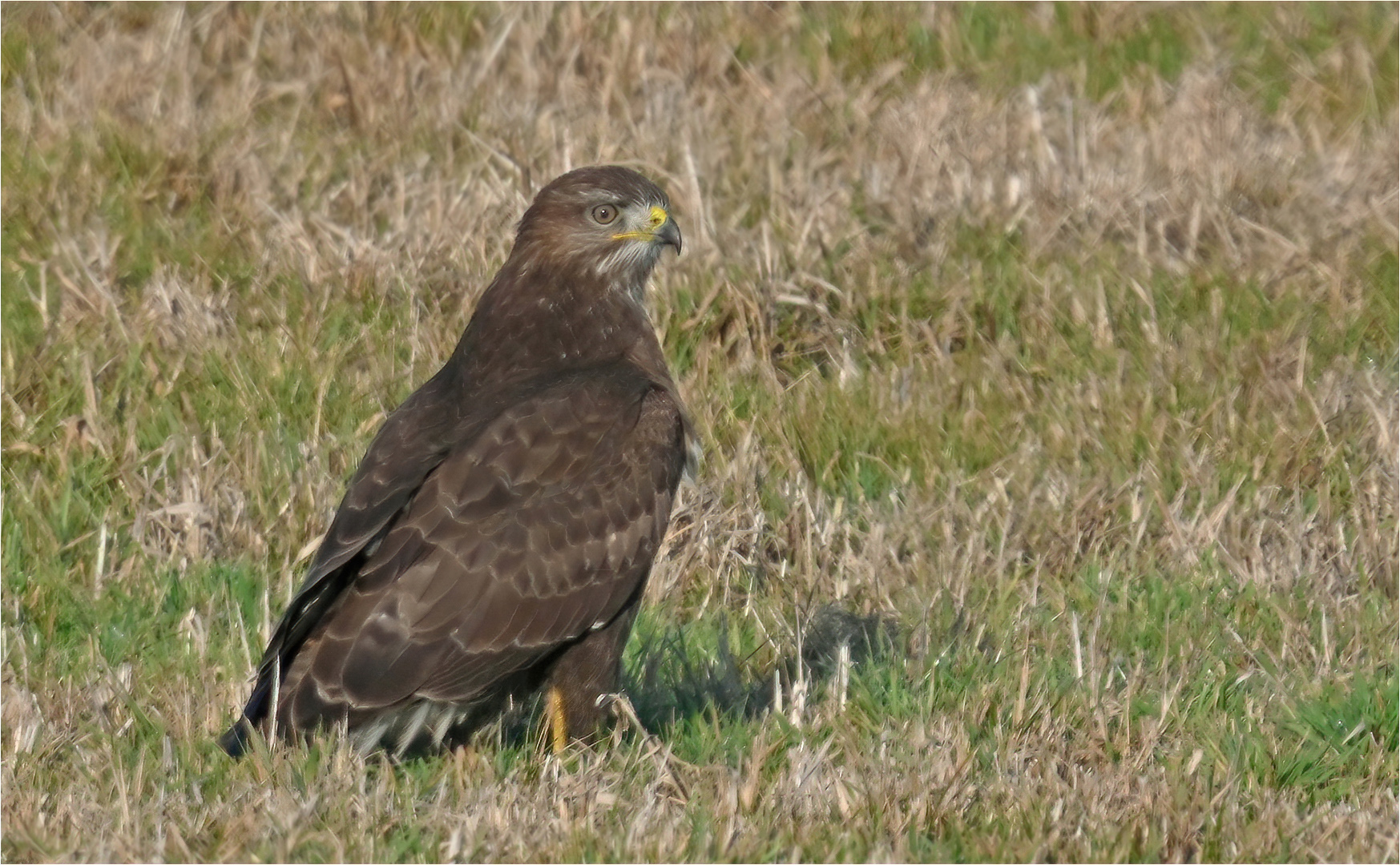 Mäusebussard