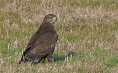 Mäusebussard