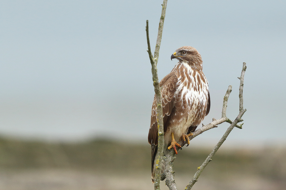 Mäusebussard