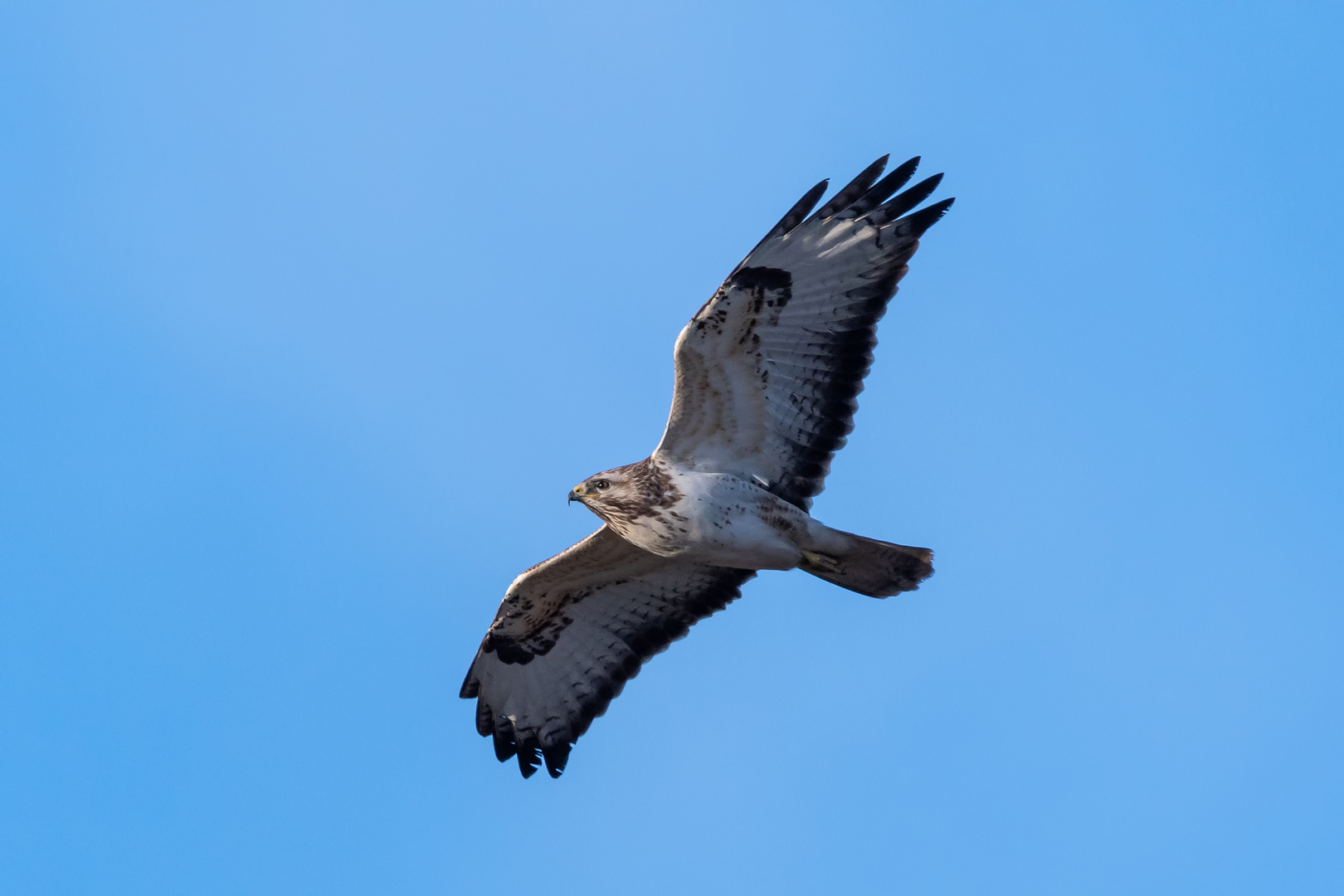 Mäusebussard