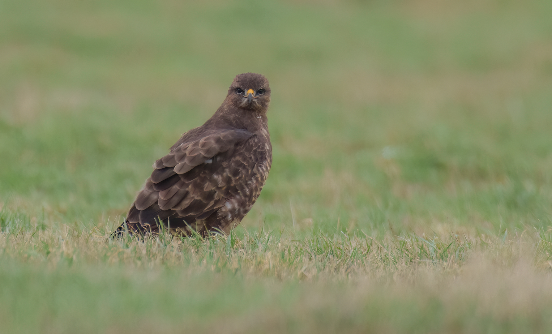 Mäusebussard