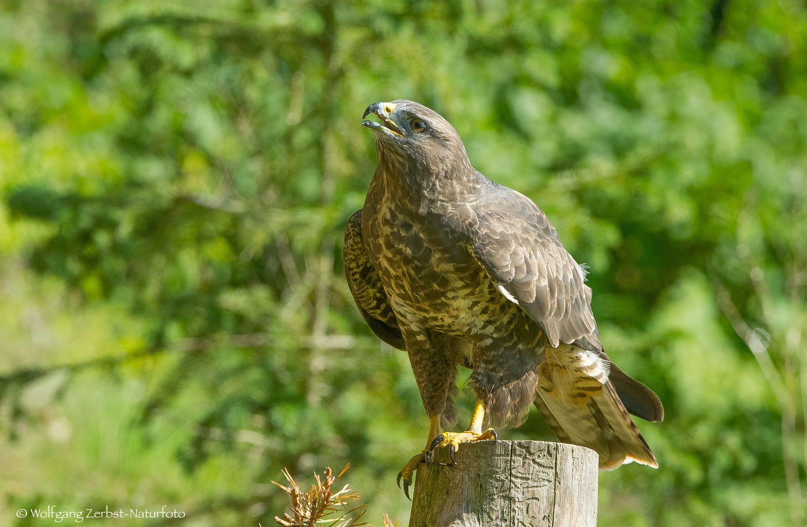  -- Mäusebussard --