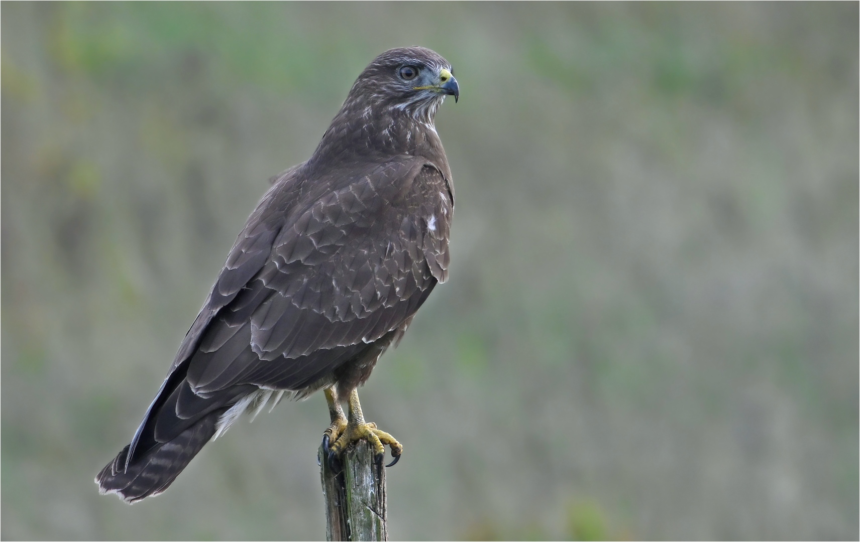 Mäusebussard