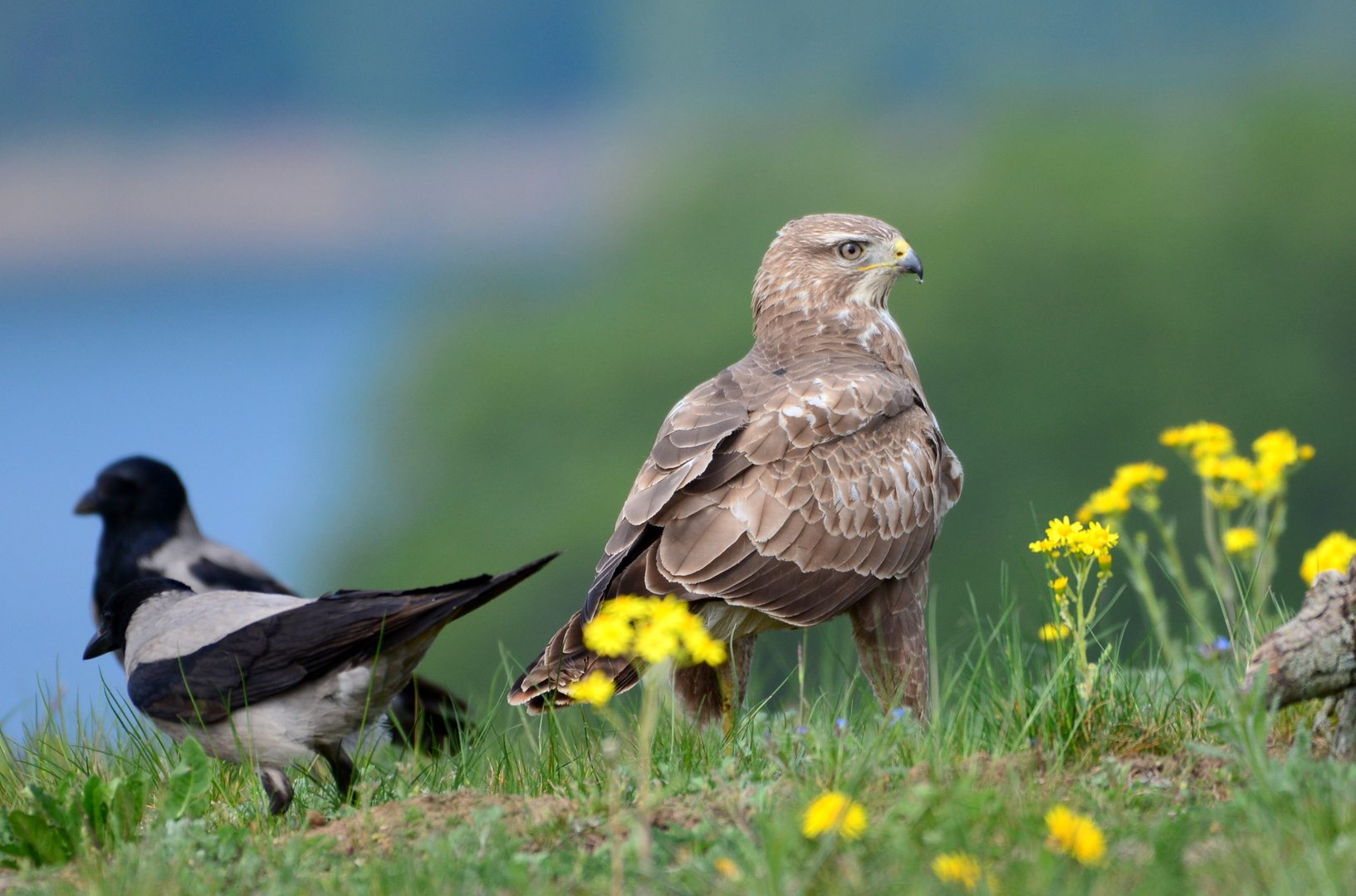 Mäusebussard