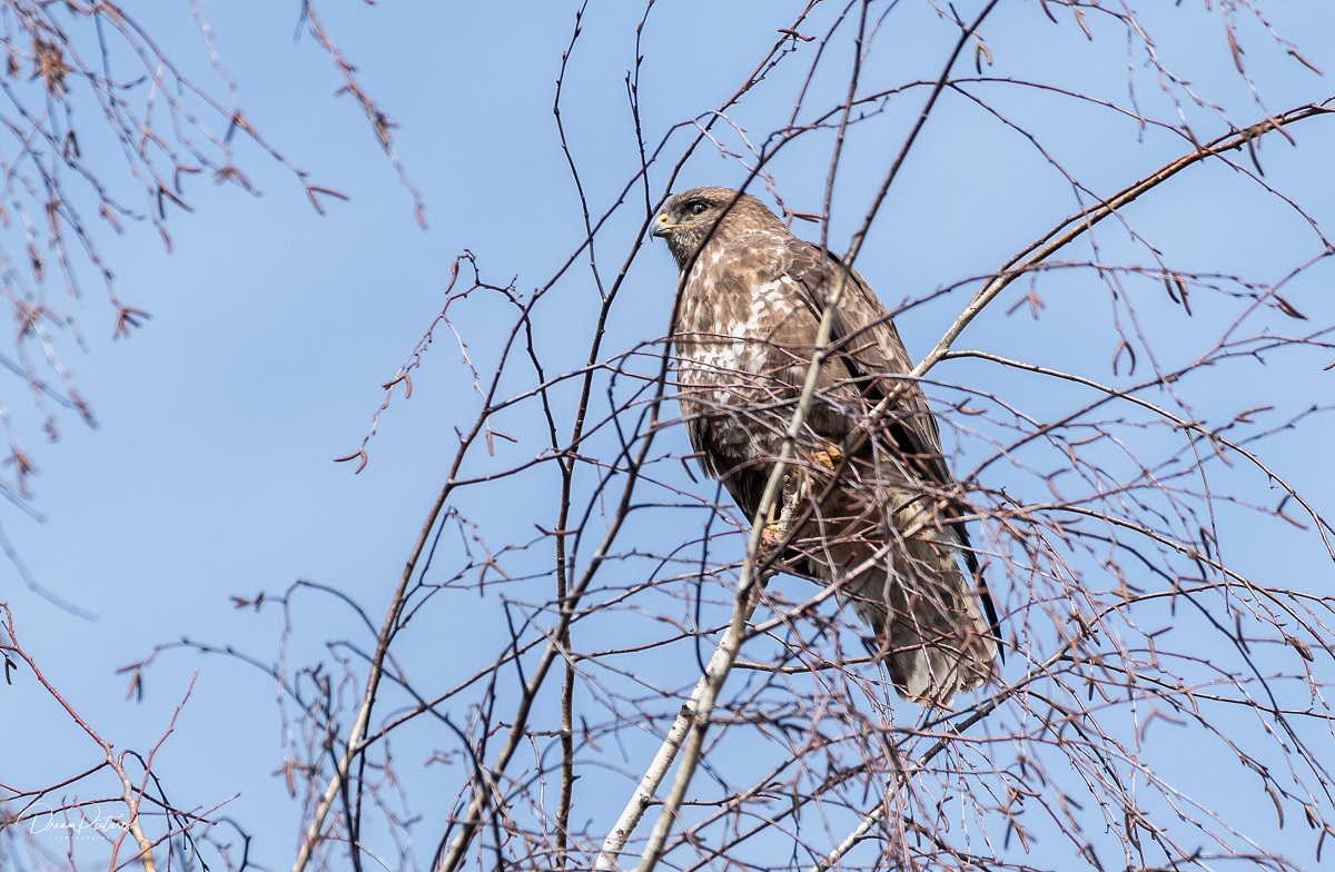 Mäusebussard