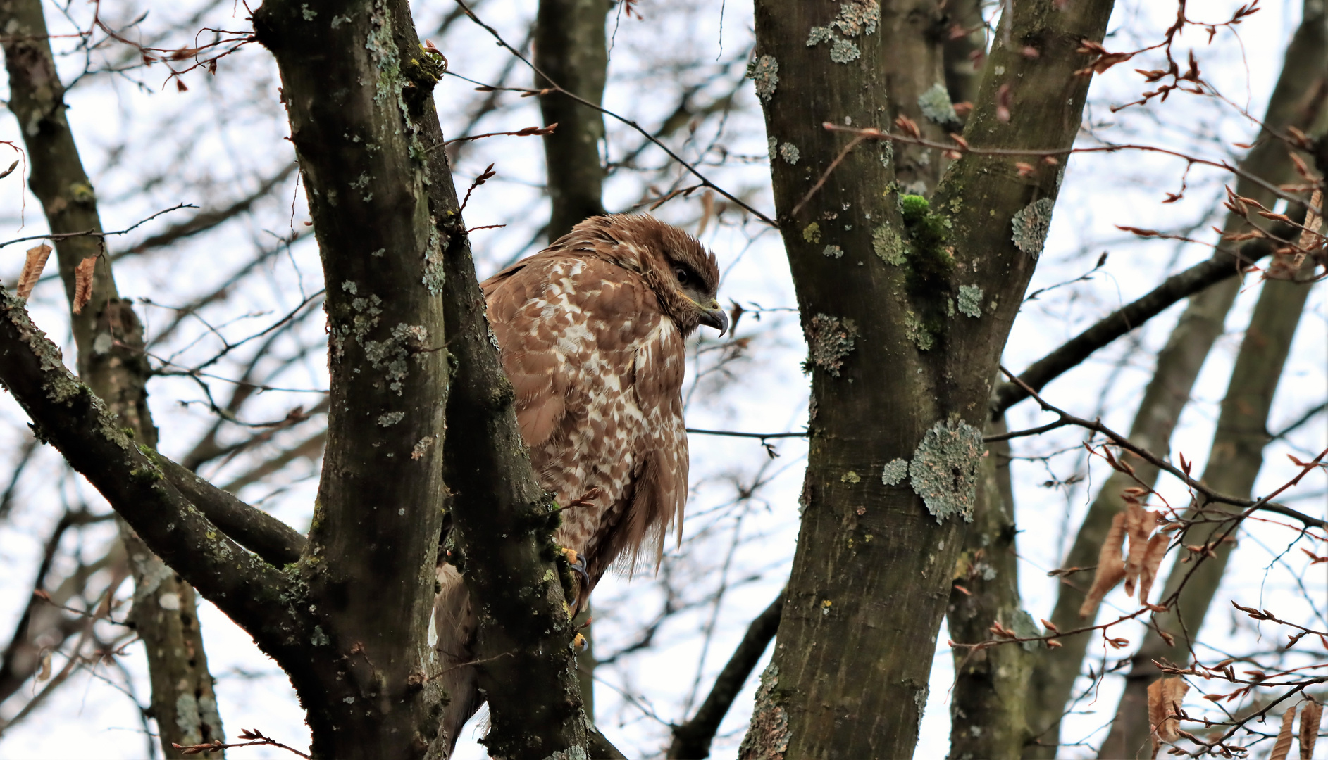 Mäusebussard