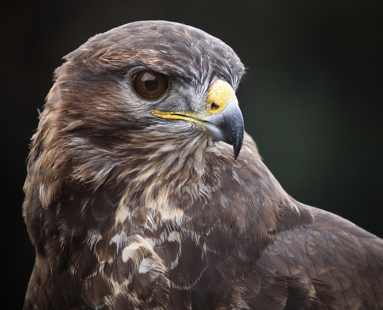 Mäusebussard