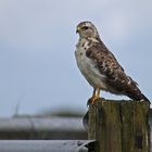 Mäusebussard, adult