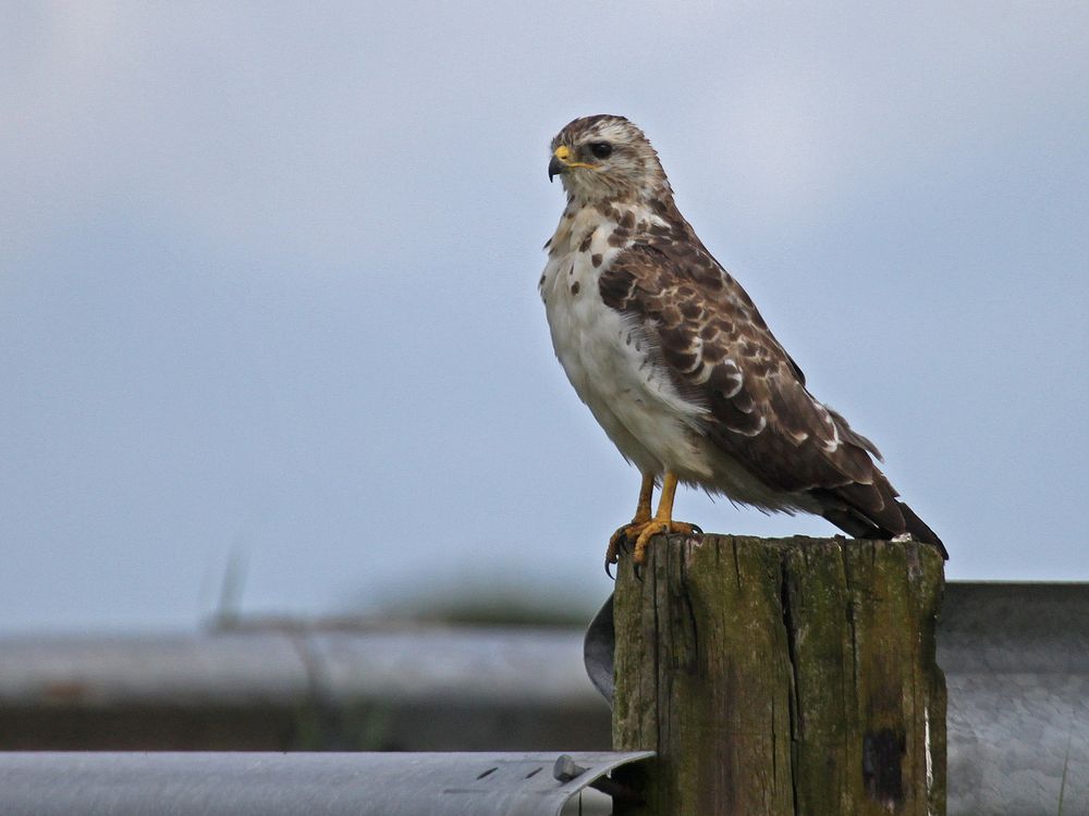 Mäusebussard, adult