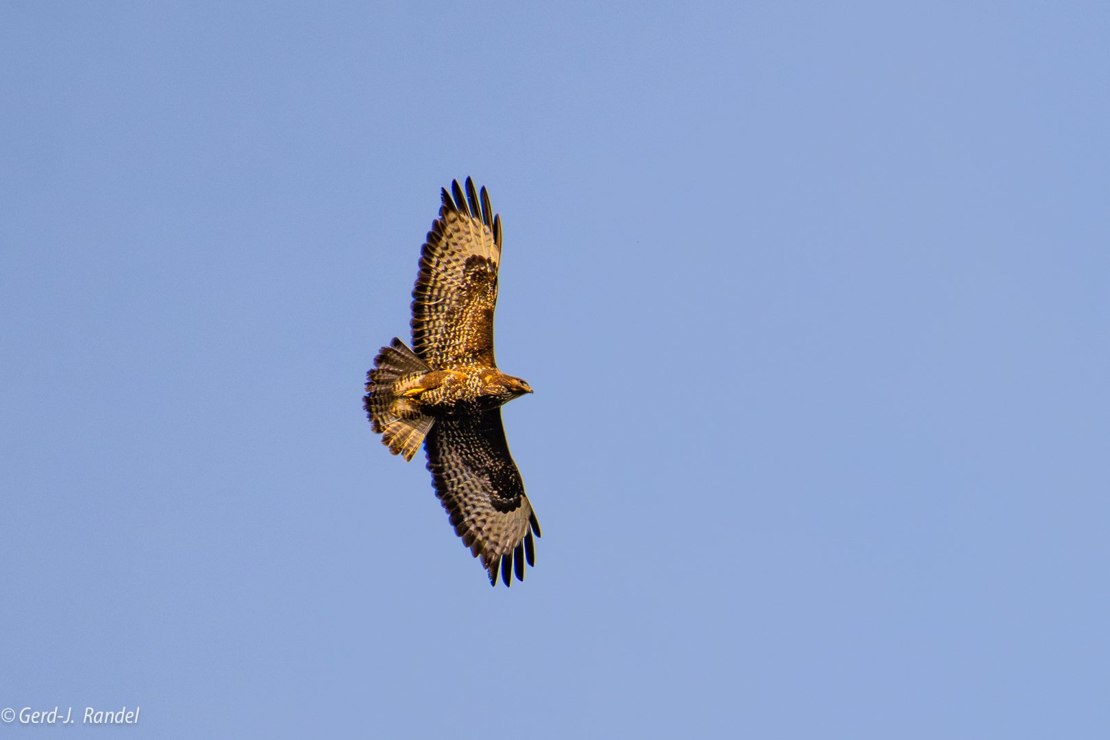 Mäusebussard adult