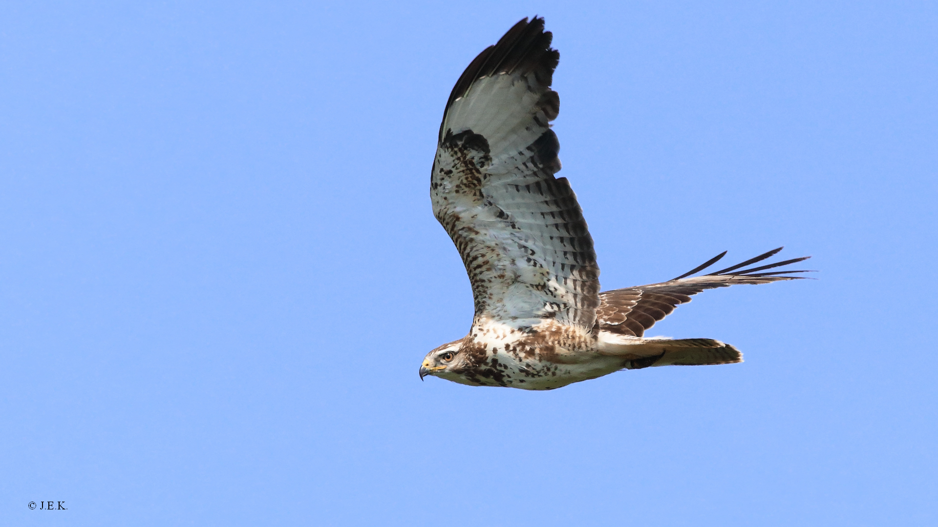 Mäusebussard