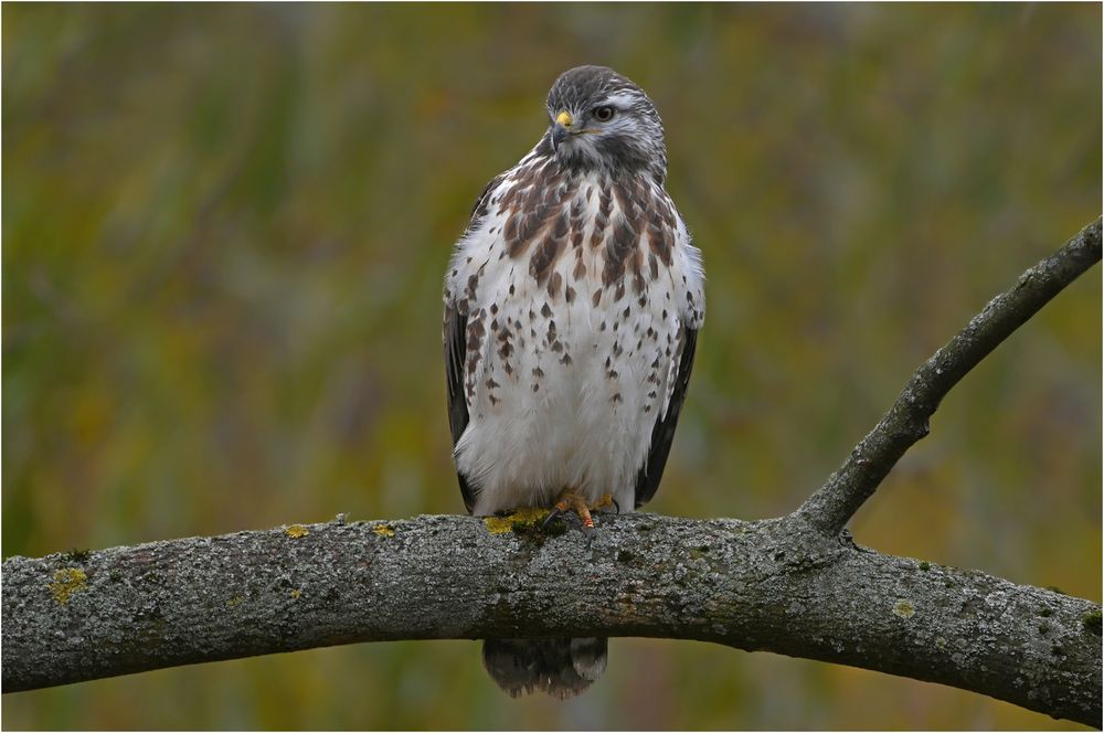 Mäusebussard