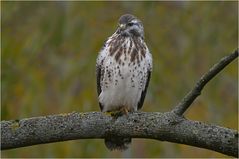 Mäusebussard