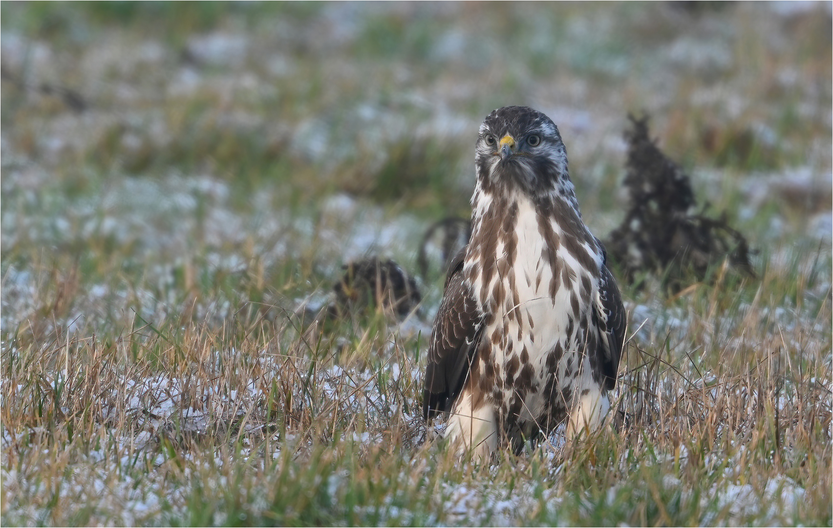 Mäusebussard