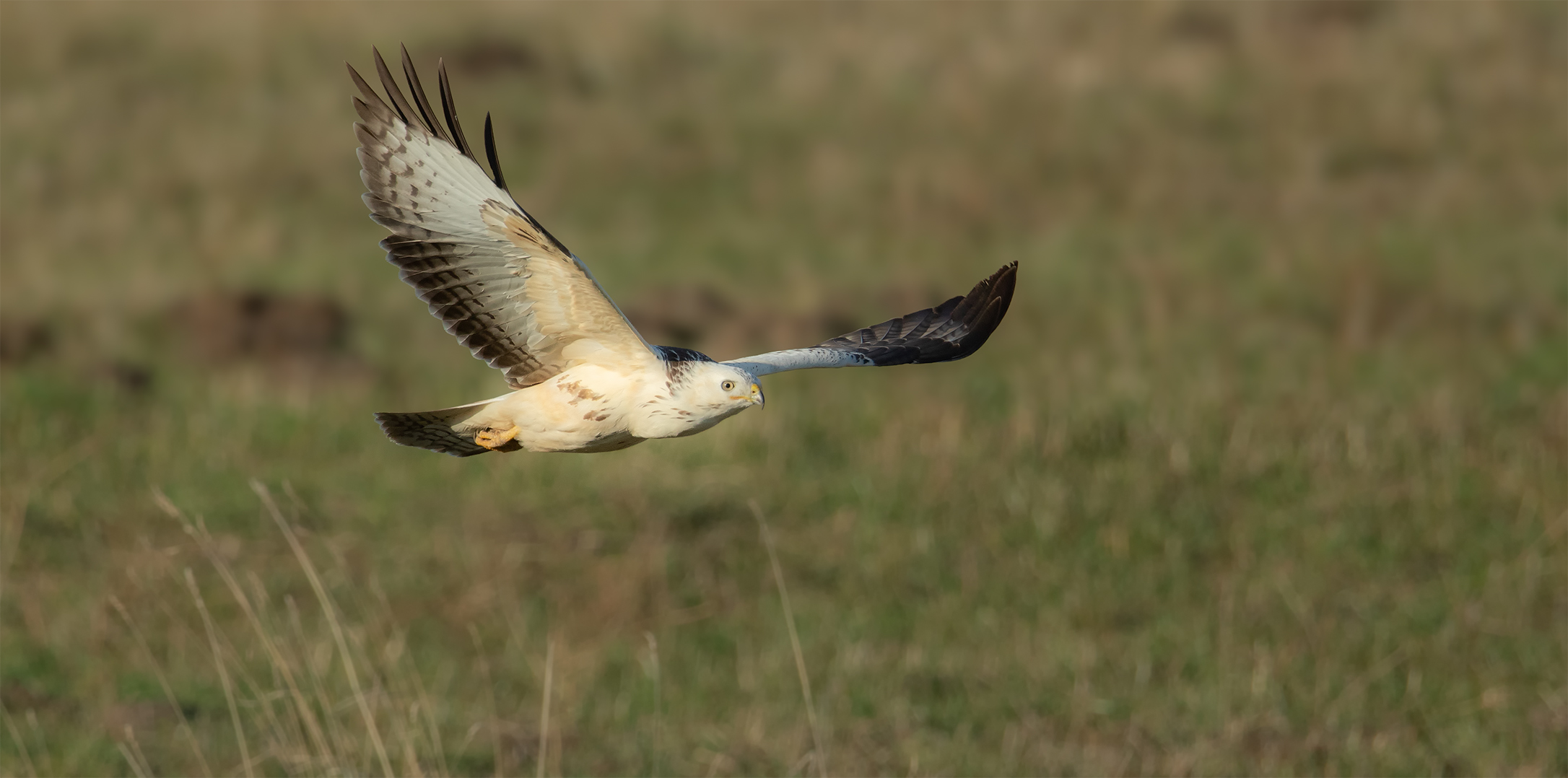 Mäusebussard