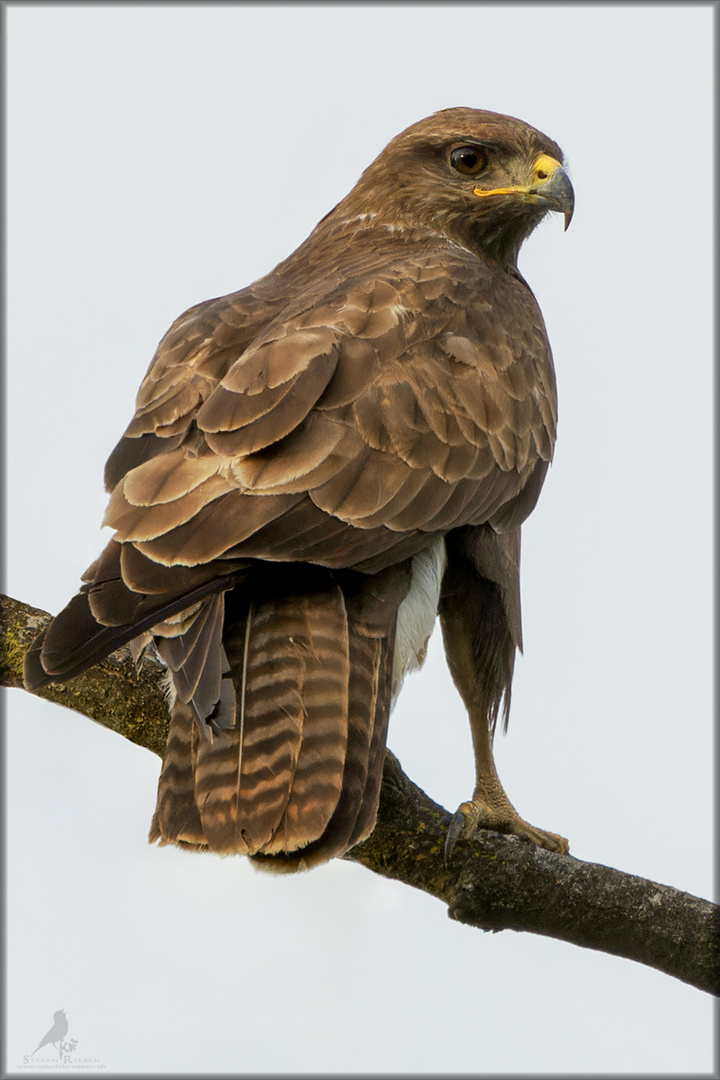 Mäusebussard