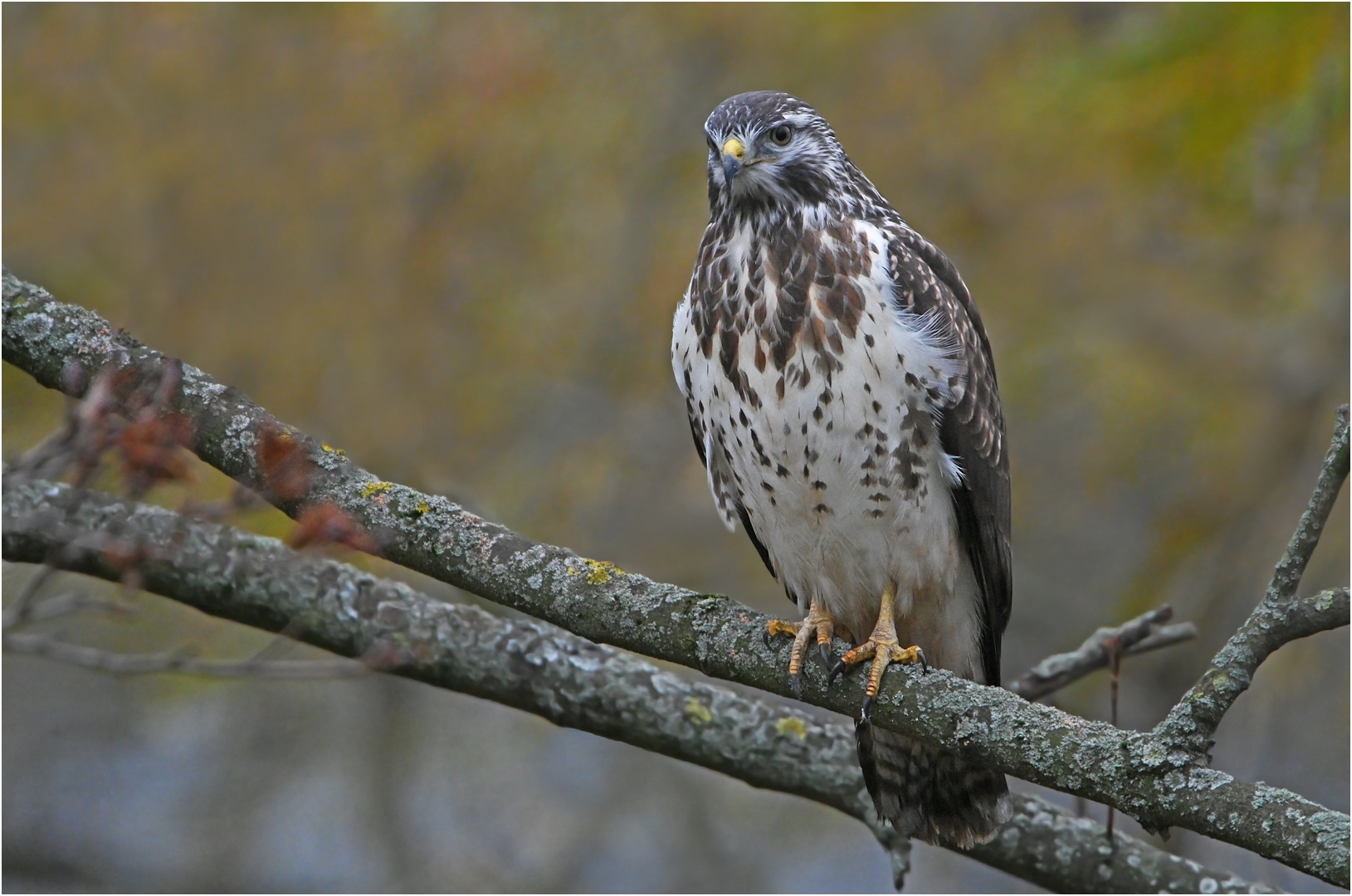 Mäusebussard