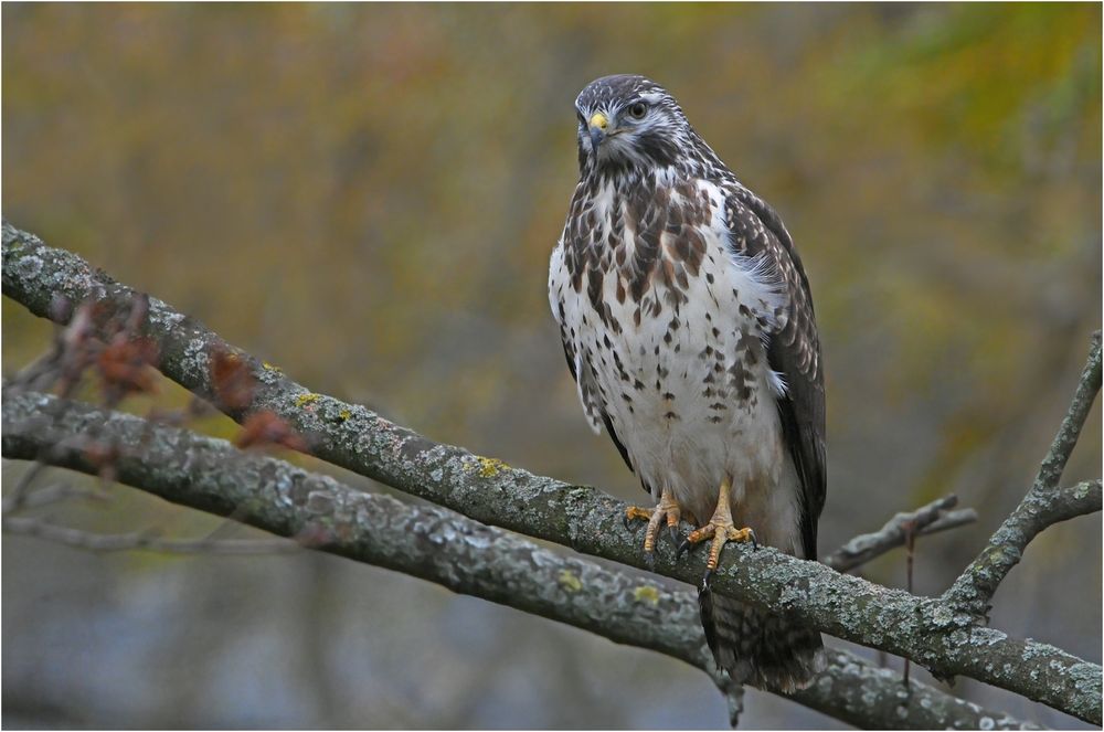 Mäusebussard