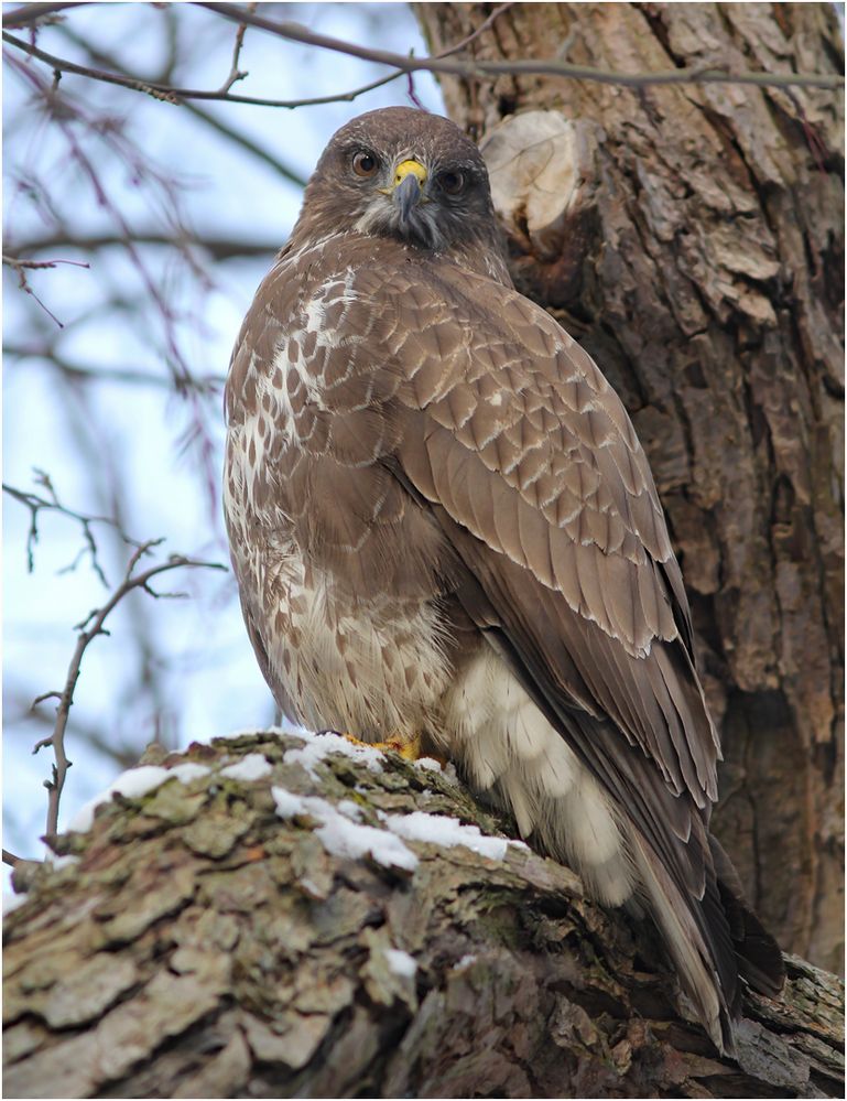 Mäusebussard