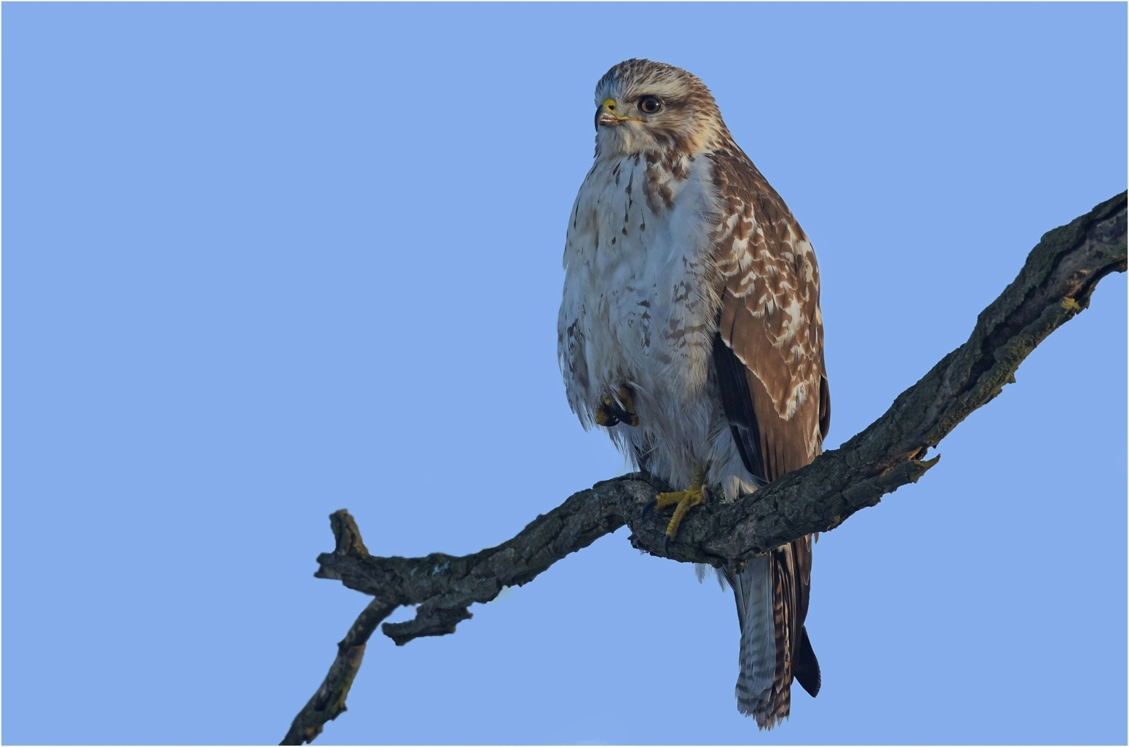 Mäusebussard Foto & Bild tiere, wildlife, wild lebende vögel Bilder