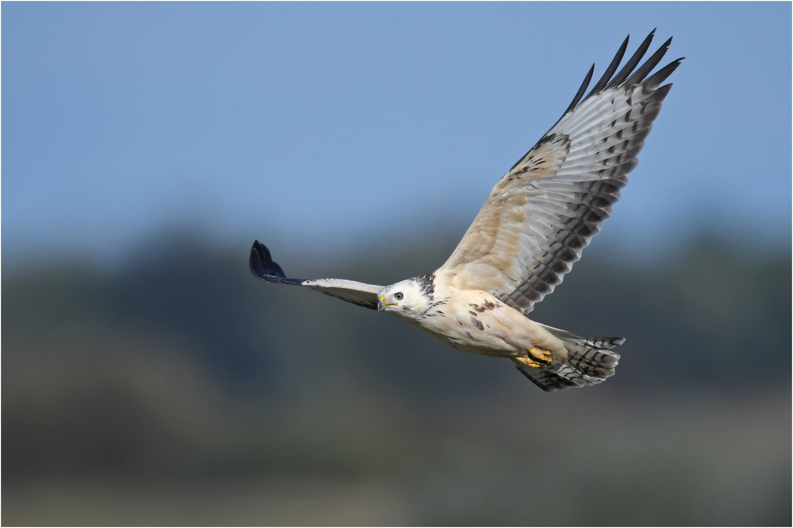 Mäusebussard