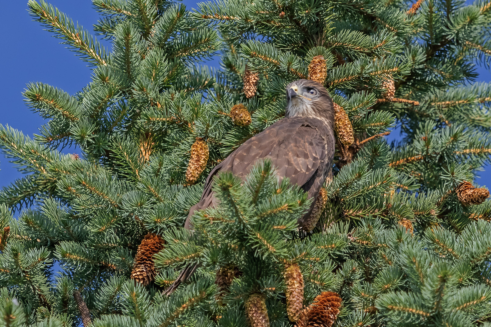 Mäusebussard als Friedhofswächter