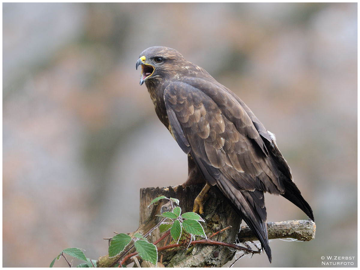 - Mäusebussard Altvogel - ( Buteo buteo )