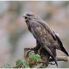 - Mäusebussard Altvogel - ( Buteo buteo )