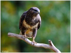 -Mäusebussard Altvogel - ( Buteo buteo )