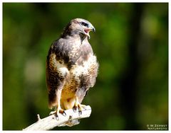 - Mäusebussard Altvogel - ( Buteo buteo )