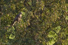 Mäusebussard am Abend