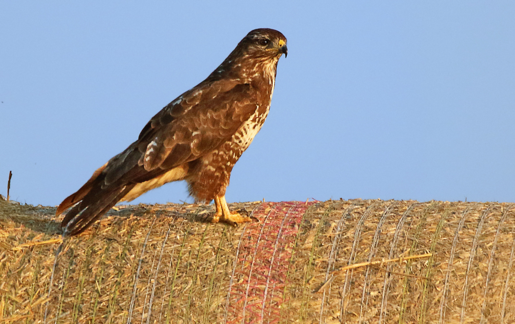 "Mäusebussard am Abend"