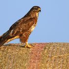 "Mäusebussard am Abend"