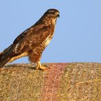 "Mäusebussard am Abend"