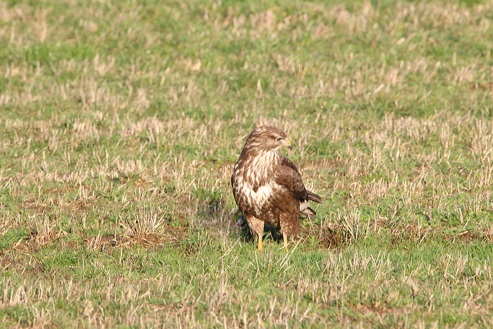 Mäusebussard am Altmühlsee