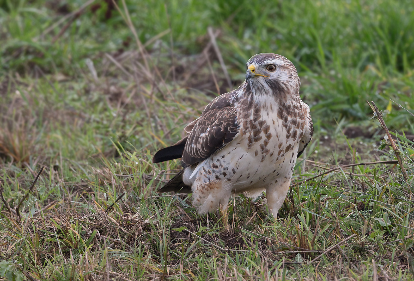 Mäusebussard am Boden