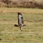 Mäusebussard am Federsee