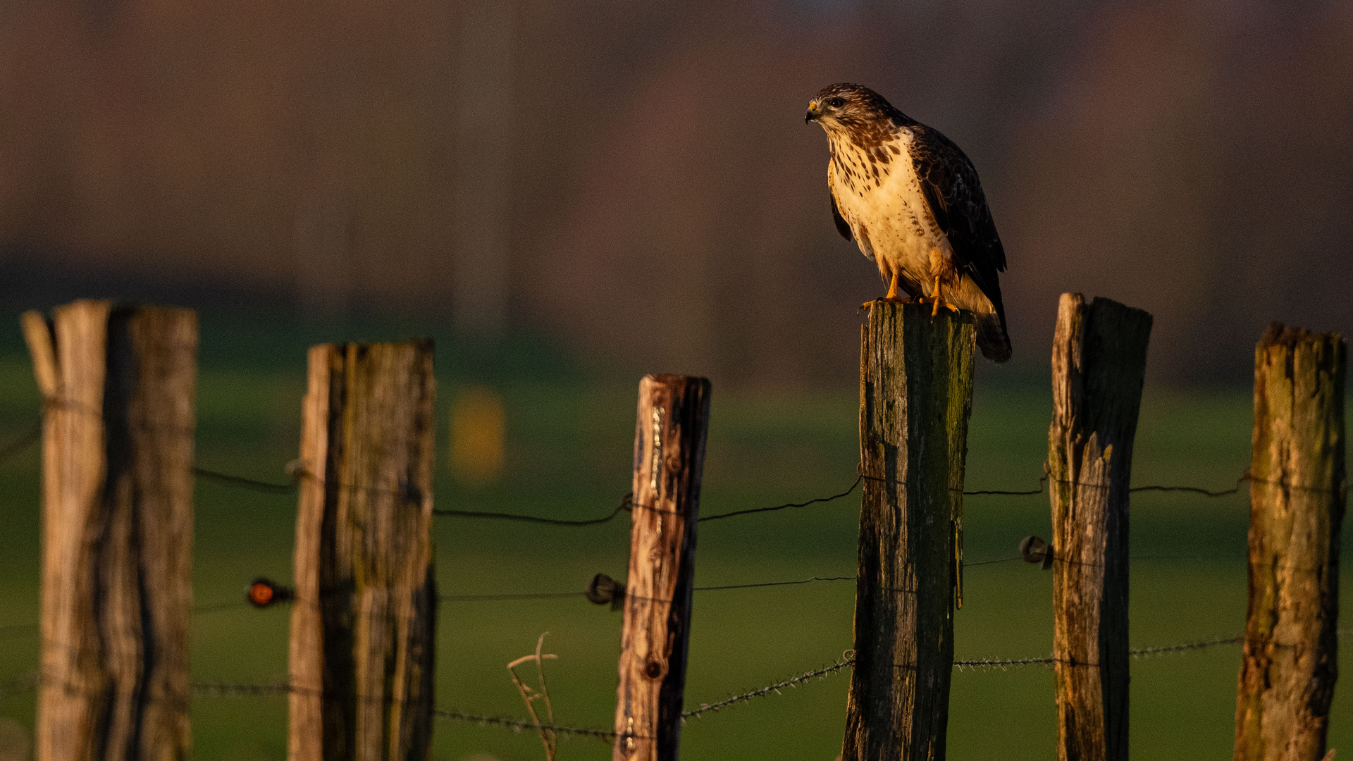 Mäusebussard am frühen Morgen