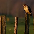 Mäusebussard am frühen Morgen