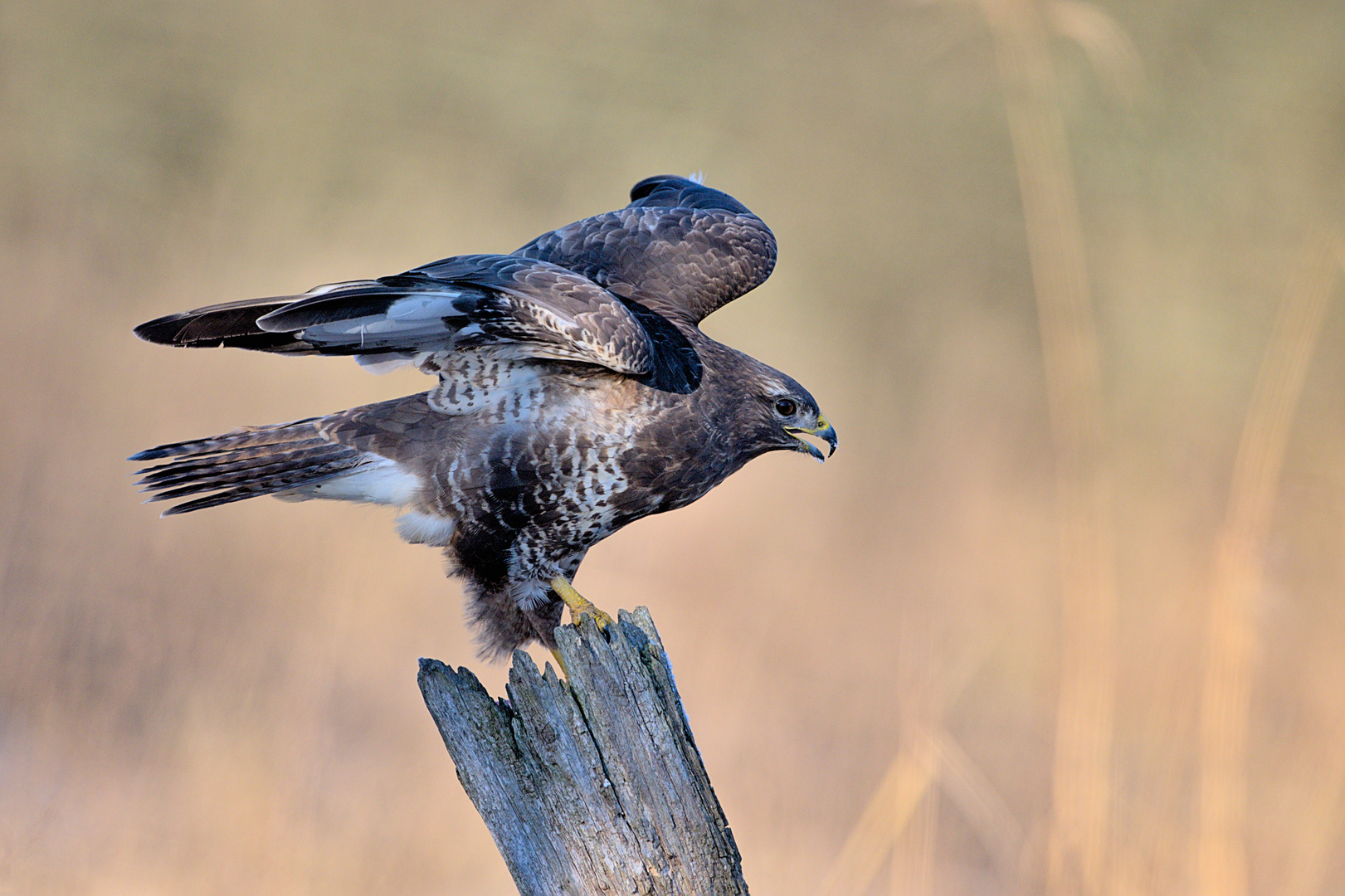 Mäusebussard am Futterplatz