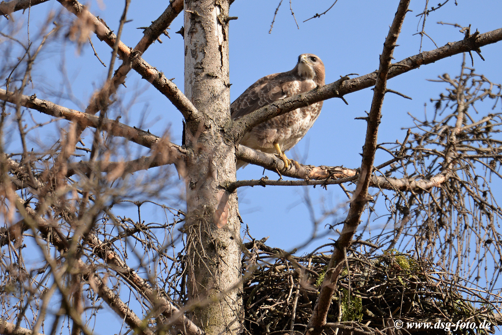 Mäusebussard am Horst