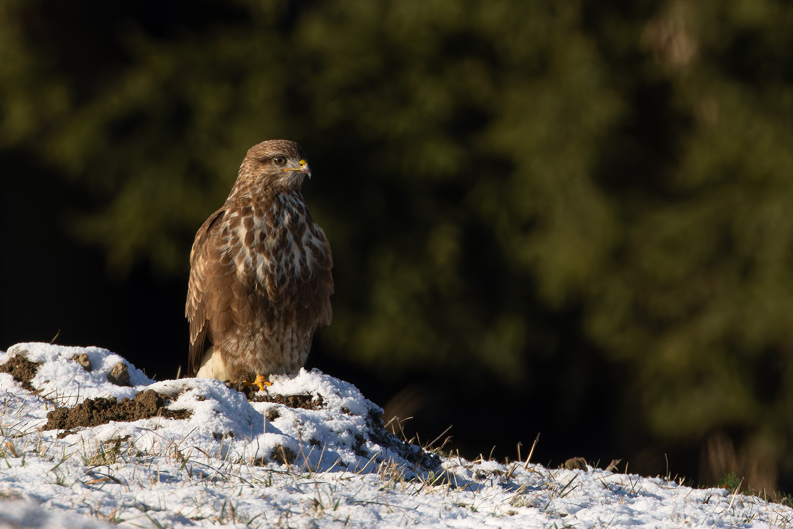 Mäusebussard am kalten Wintermorgen(1)